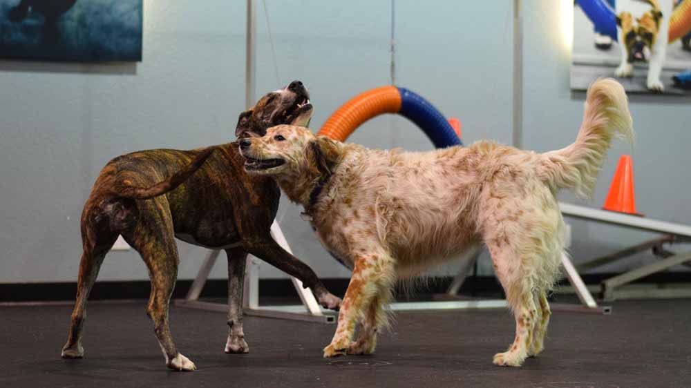 dog obedience training